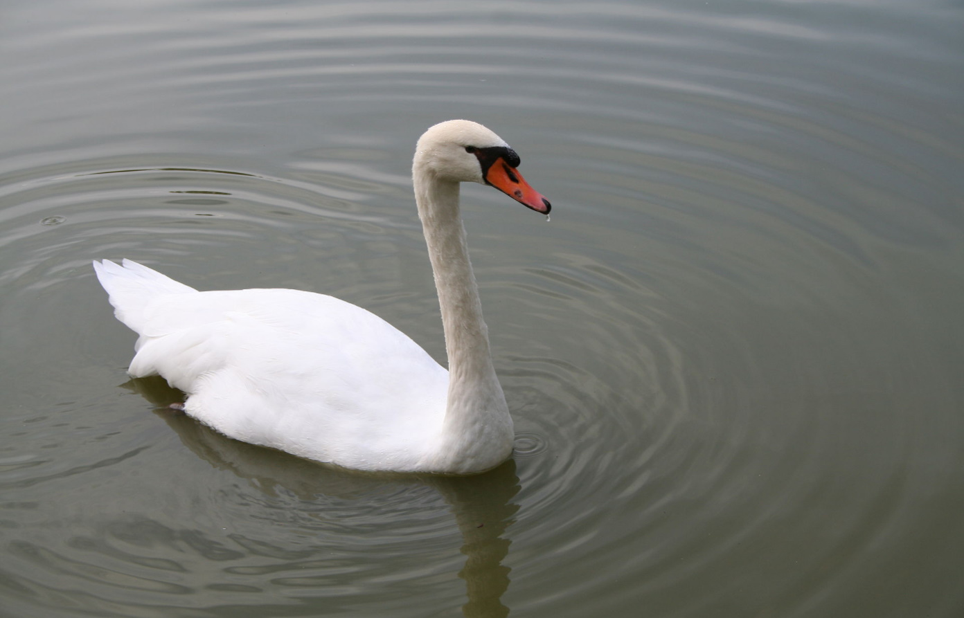 Mute Swan.jpg