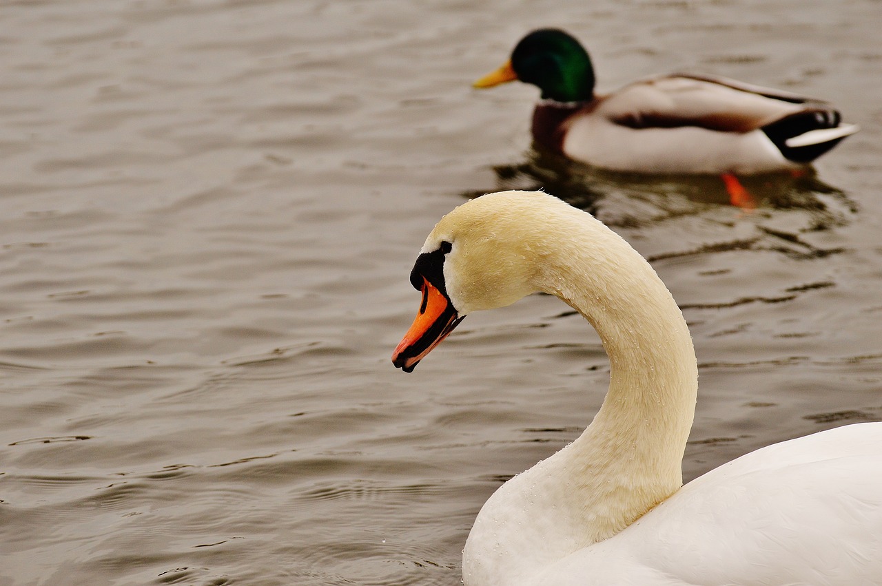 mute-swan-mallard-duck.jpg