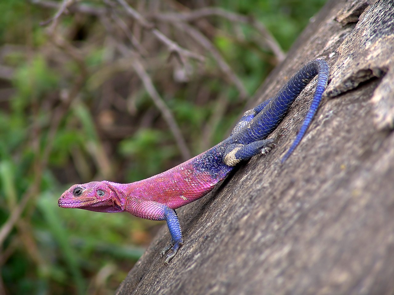 Mwanza flat-headed rock agama M.jpg