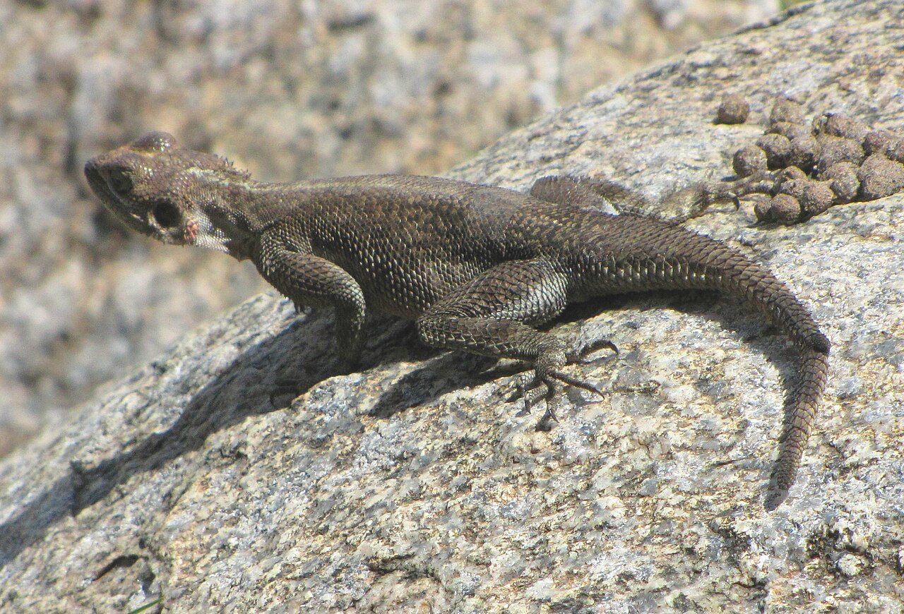 Mwanza_Flat-headed_Rock_Agama,_female,_Serengeti.jpg