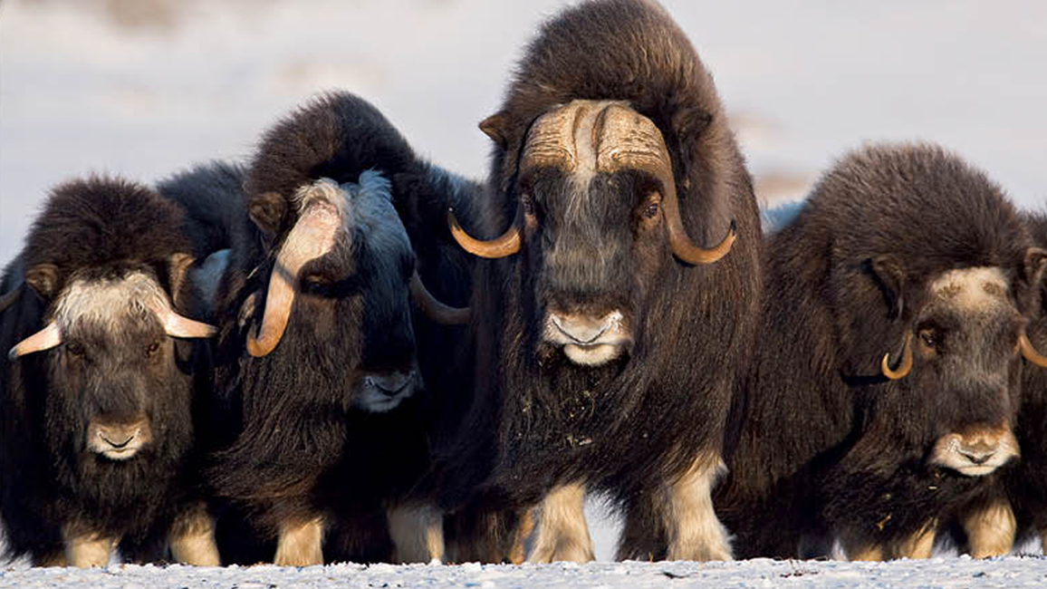 Mystery_Animal_Musk_Ox_2_2014.jpg