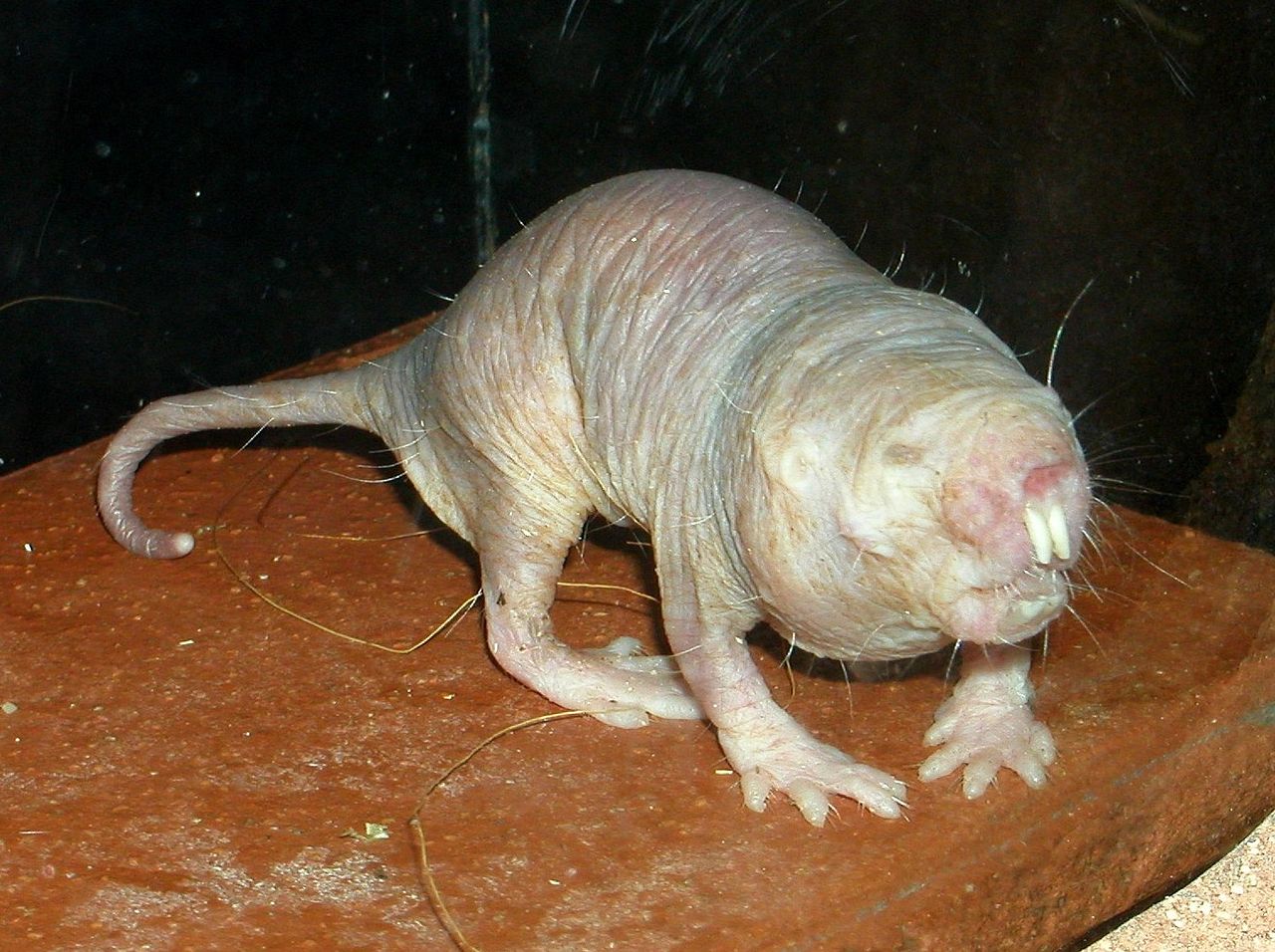 naked mole-rat.jpg