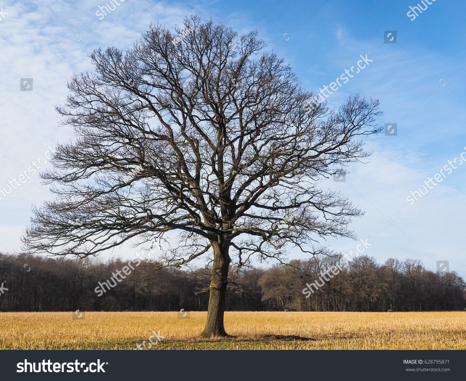 naked tree.jpg