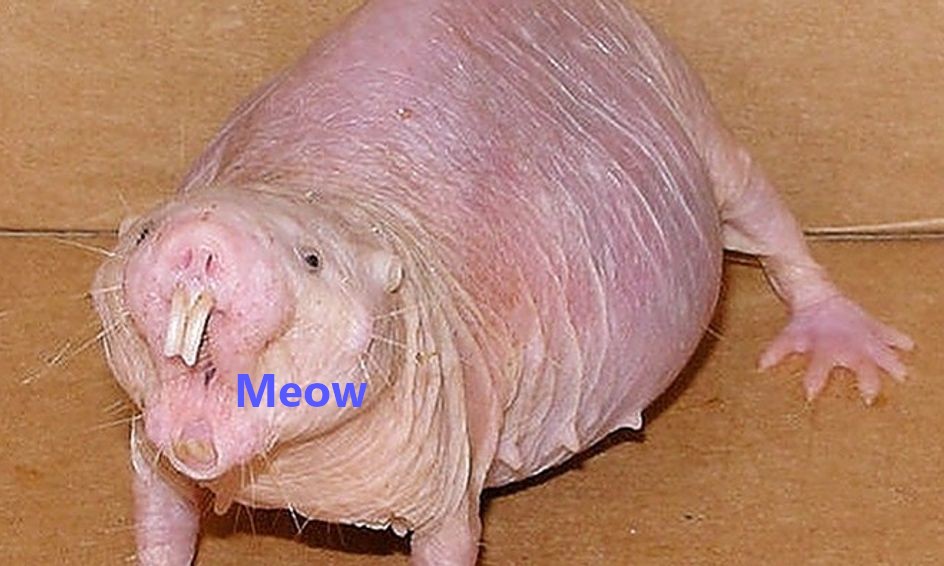 Naked_cat.jpg