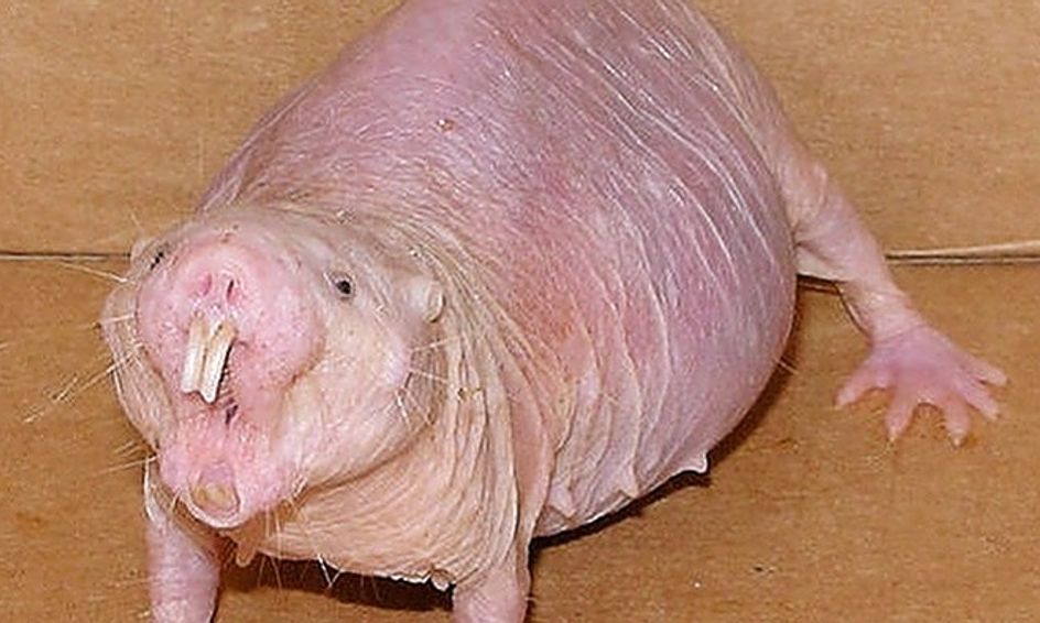 Naked_mole_rat.jpg