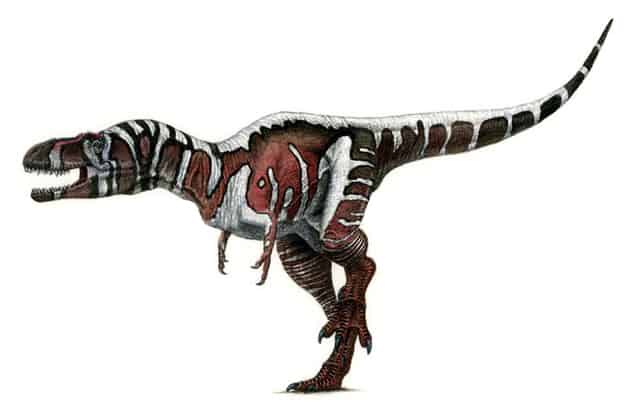 Nanotyrannus.jpg