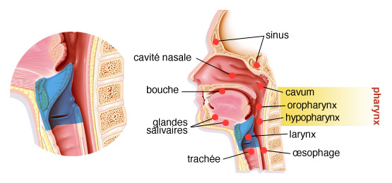Nasal 1.jpg