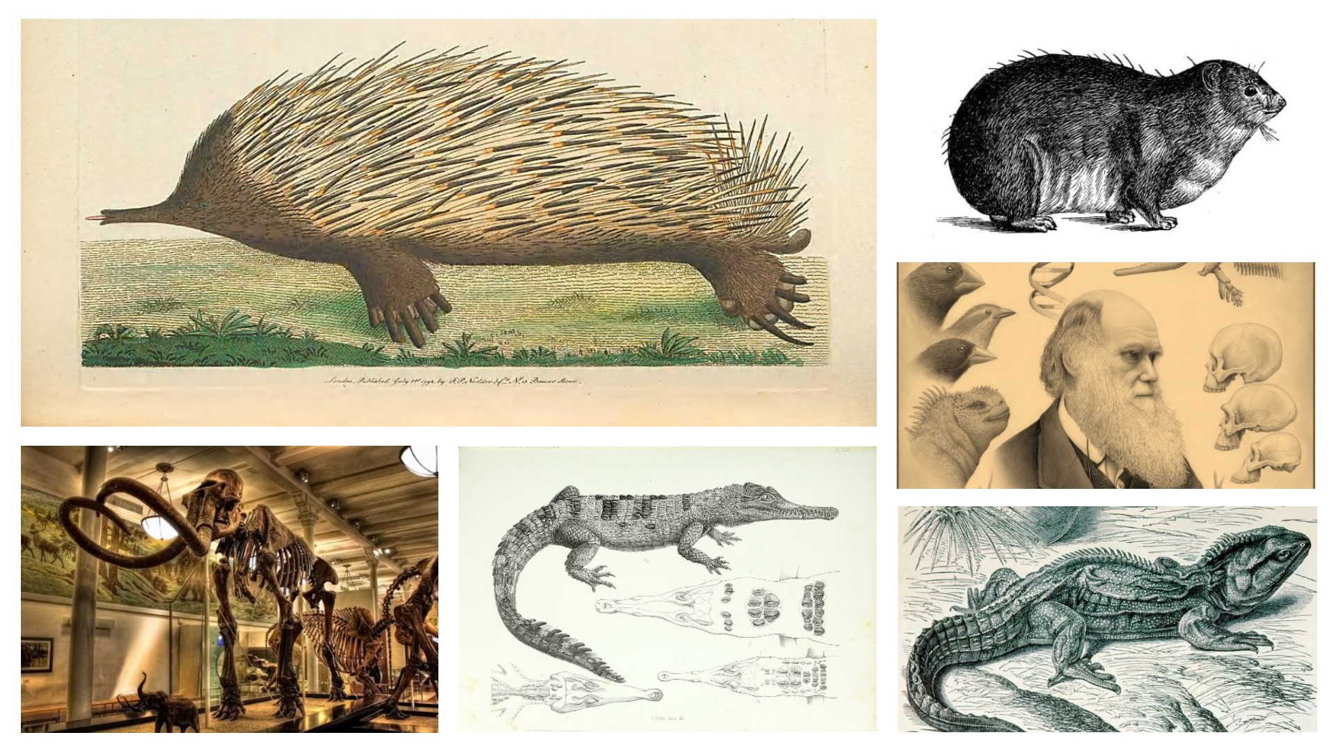 natural-history-pack.jpg
