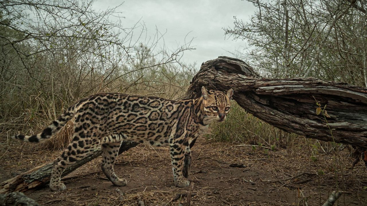 Nature_AmericanOcelot_04-scaled-1-e1668452946928-1280x720.jpg