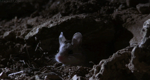 necro mouse.gif