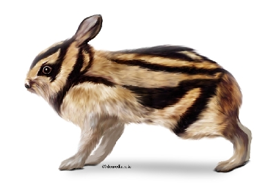 Nesolagus_timminsi--2039773634.jpg