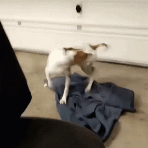 NEUTRON DOG.gif
