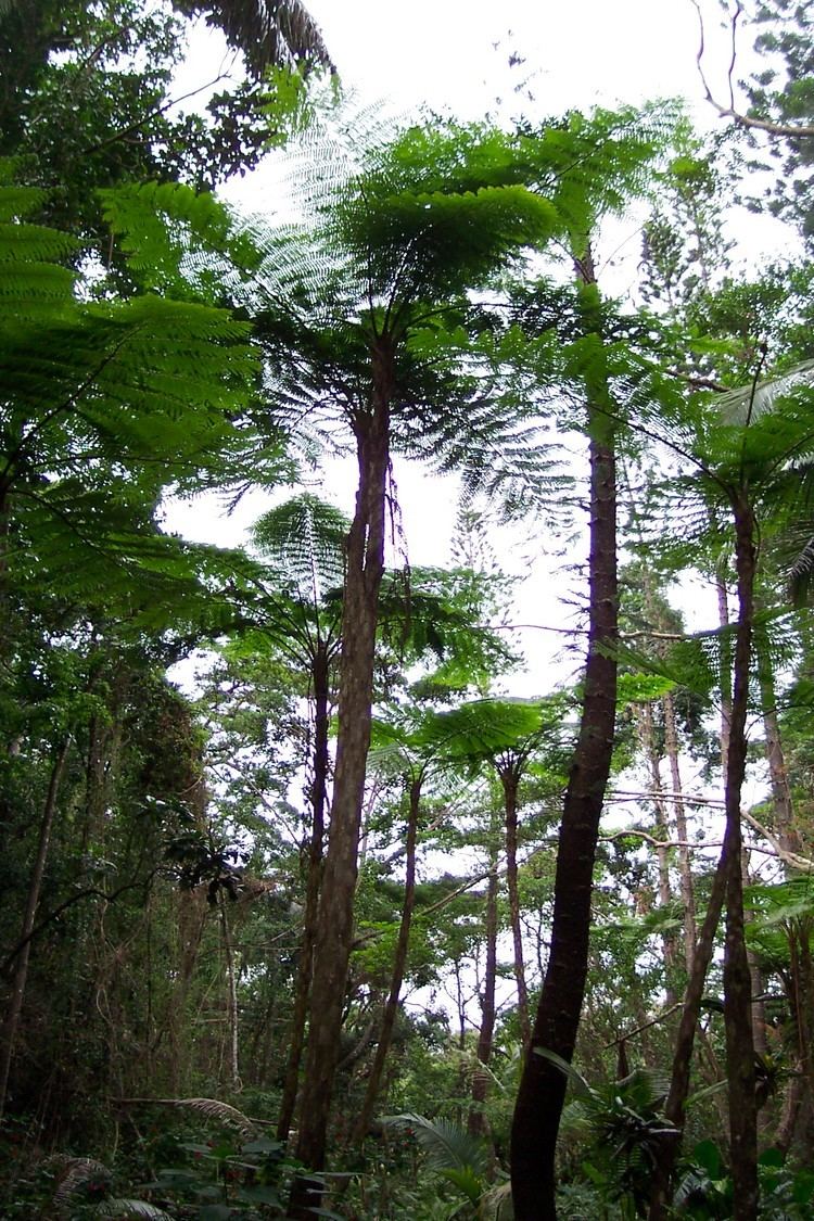 new-caledonia-rain-forests-3dd5e40b-5976-4785-928b-1c67fe40927-resize-750.jpg