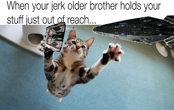 new-cat-memes-cover.jpg