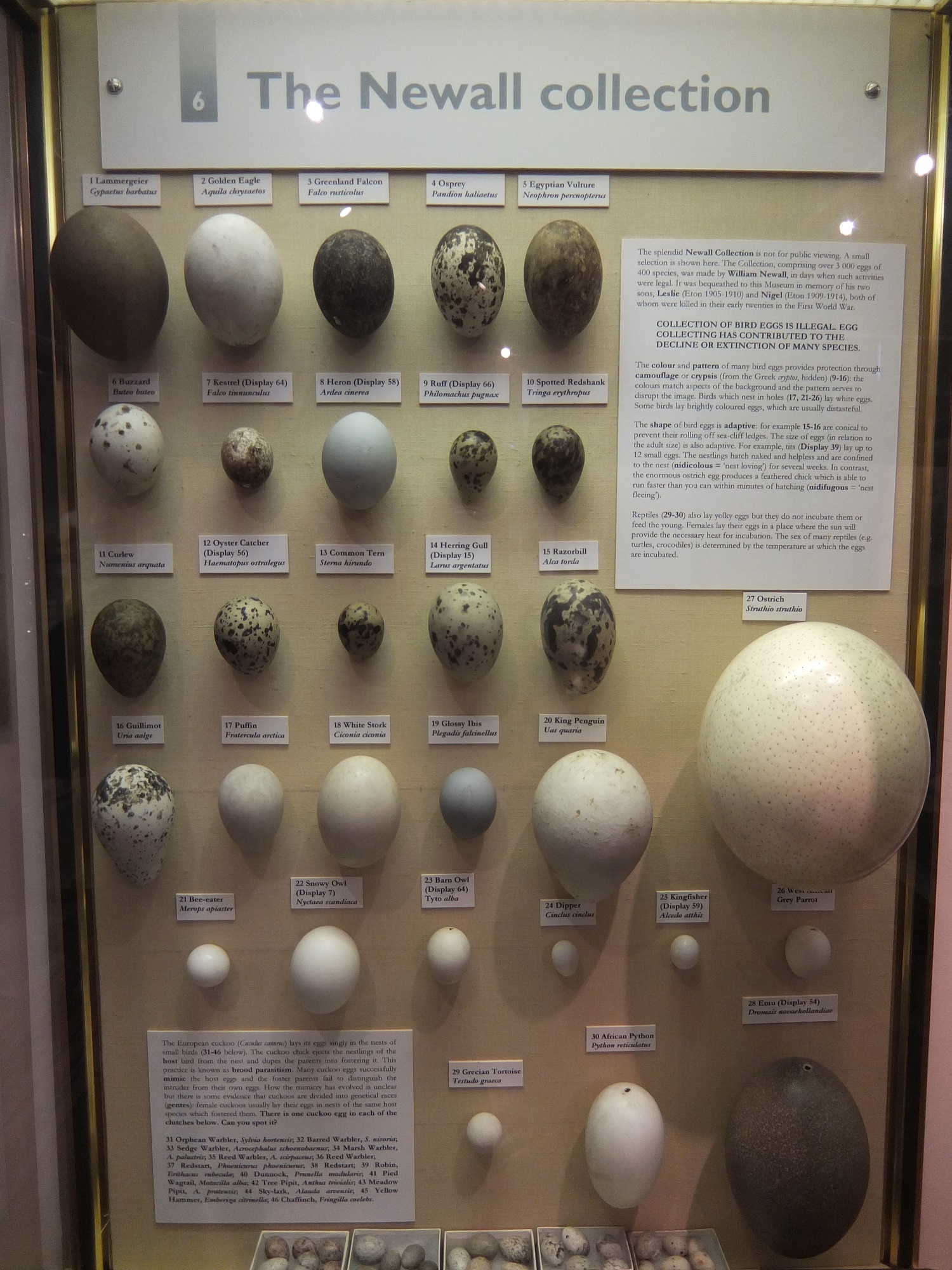 newall-egg-collection-eton-college-natural-history-museum.jpg