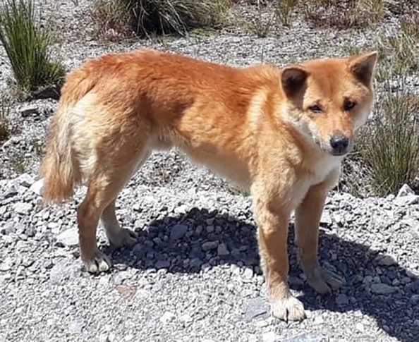 newguineahighlandwilddog.png