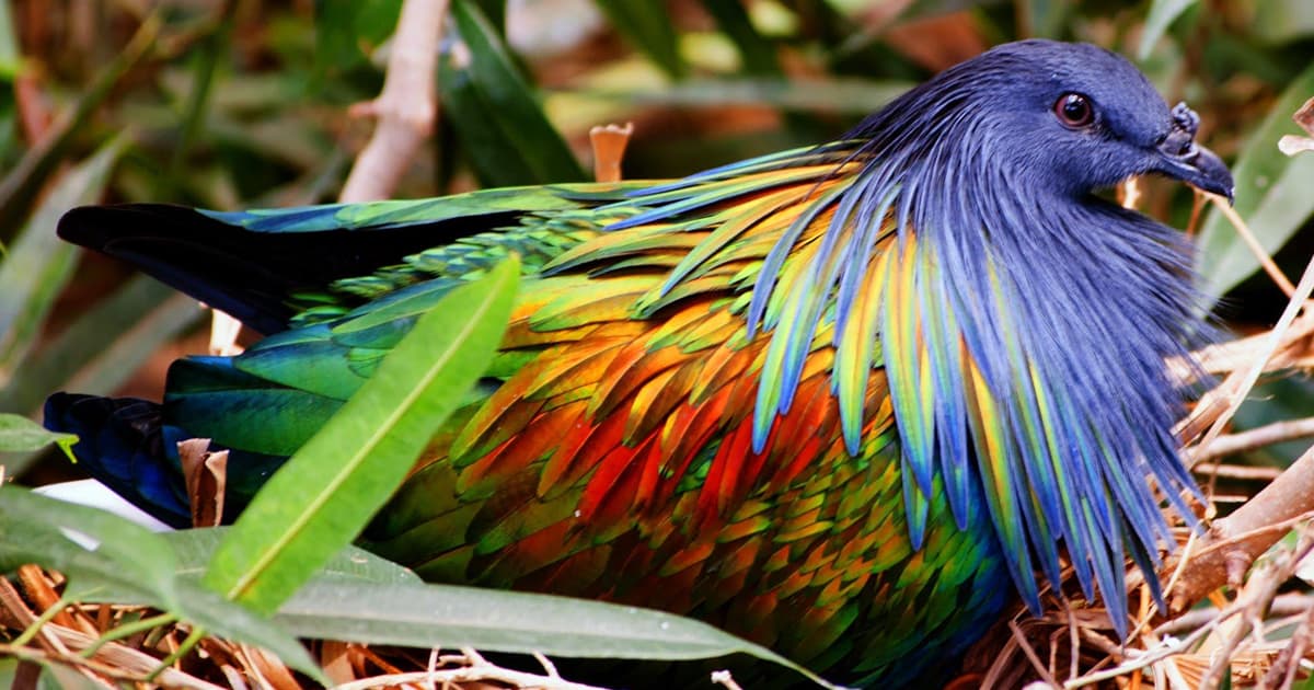 nicobar-pigeon-pic-display.jpg