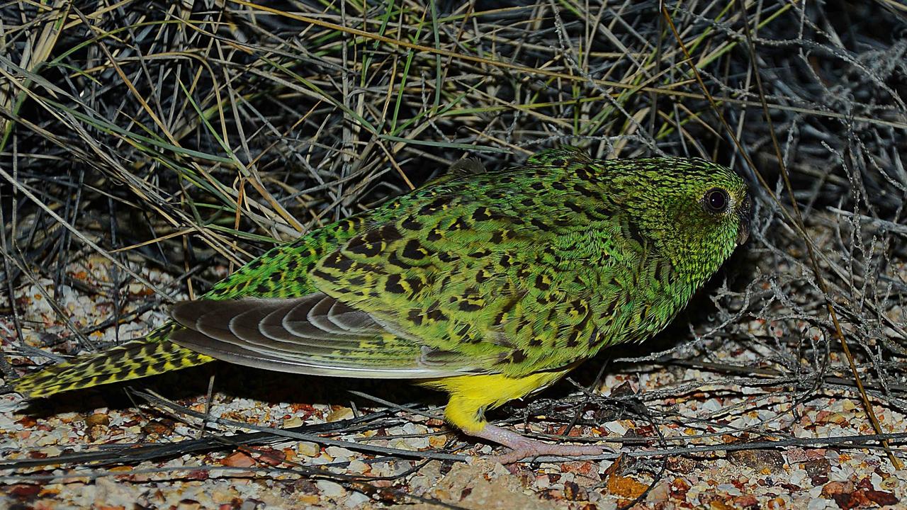 night parrot.jpg