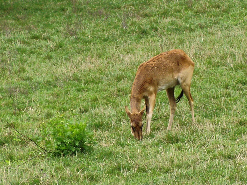 Nile Lechwe female.jpg
