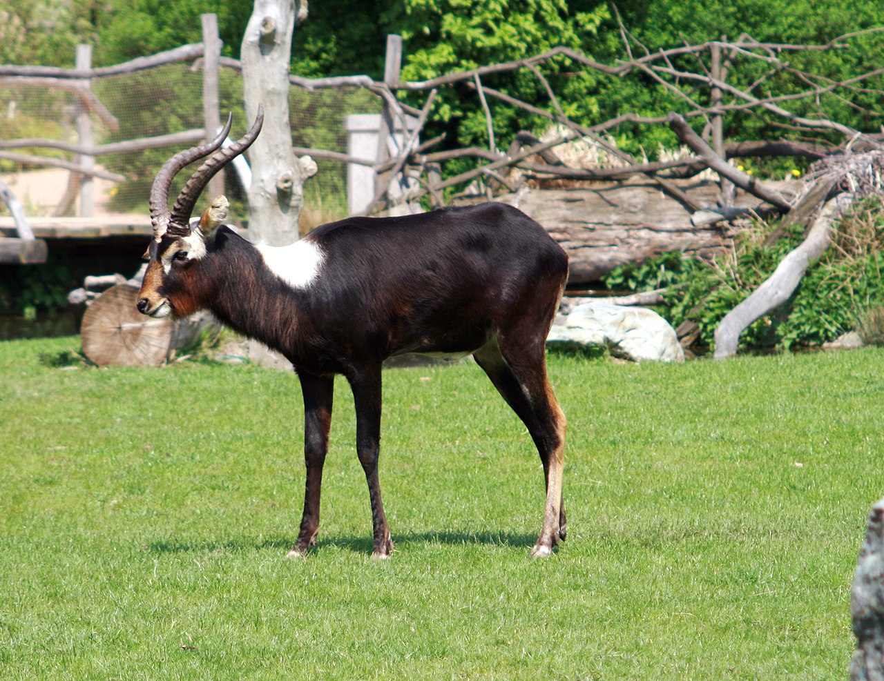 Nile Lechwe male.jpg
