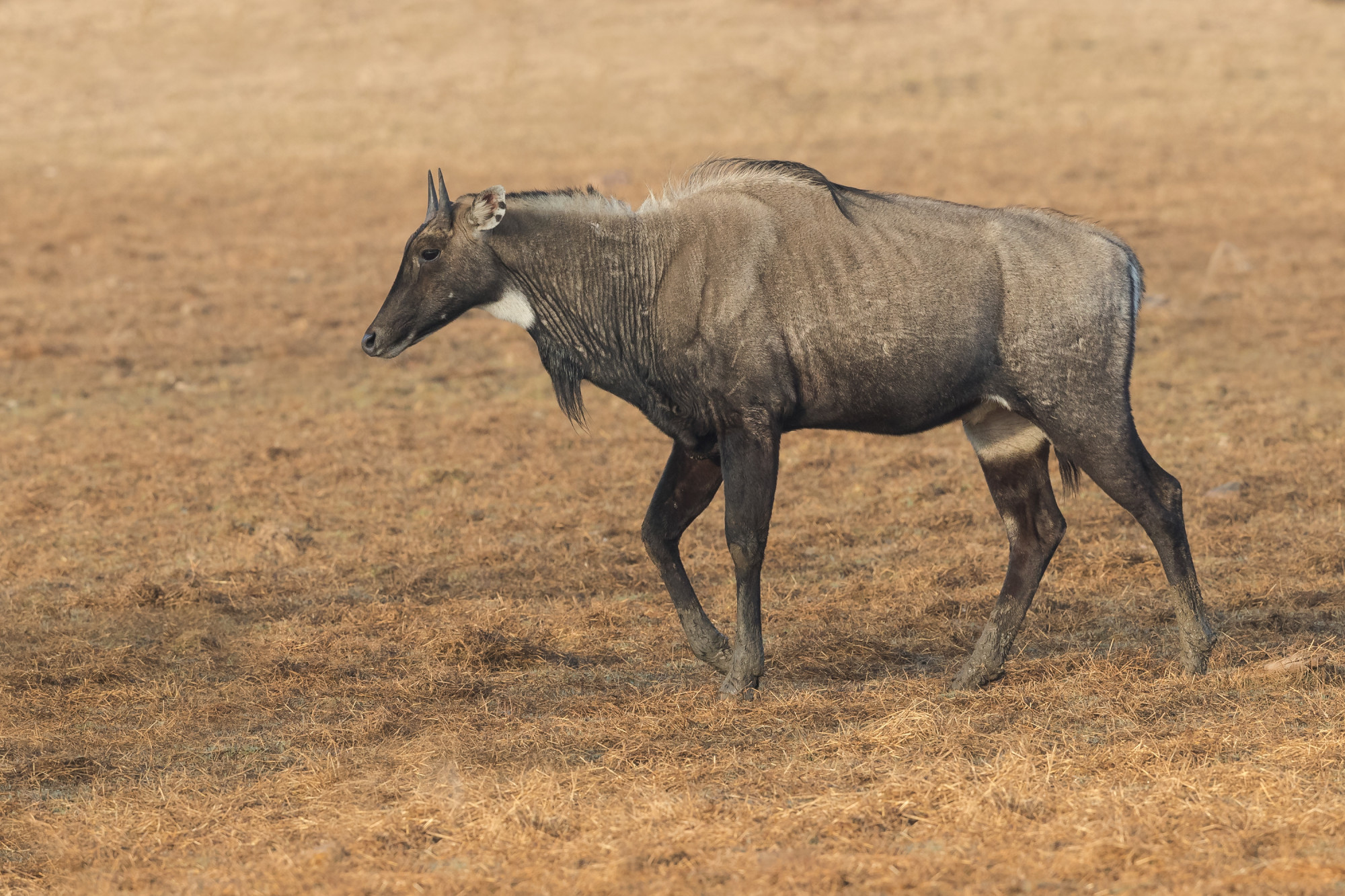 nilgai._image_paul_jones.jpg