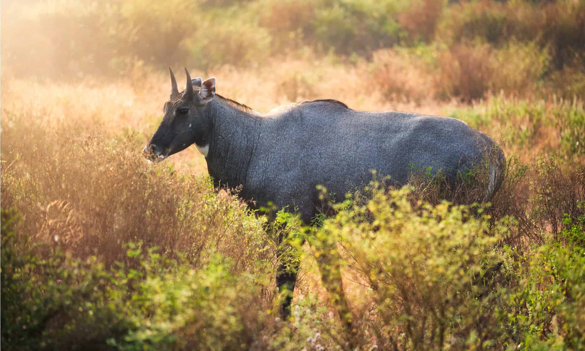 nilgai-bull.jpg