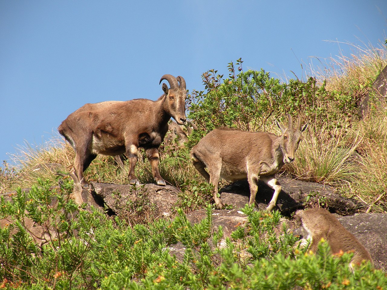 Nilgiri tahr.jpg