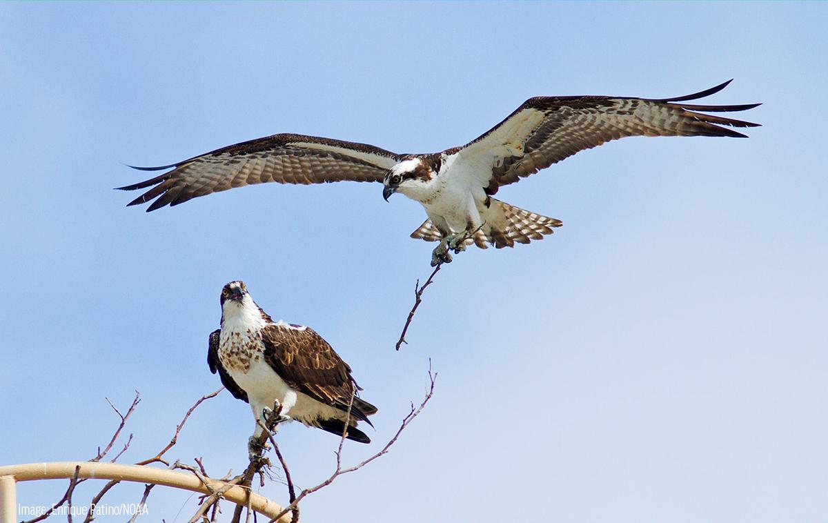 noaa_enrique_patino_osprey.jpg