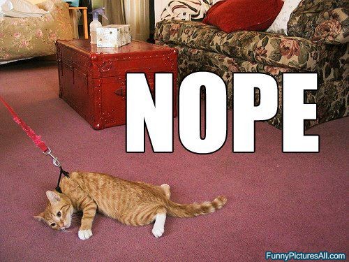 nope cat on leash.jpg