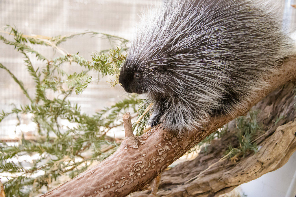 North American Porcupine.jpg