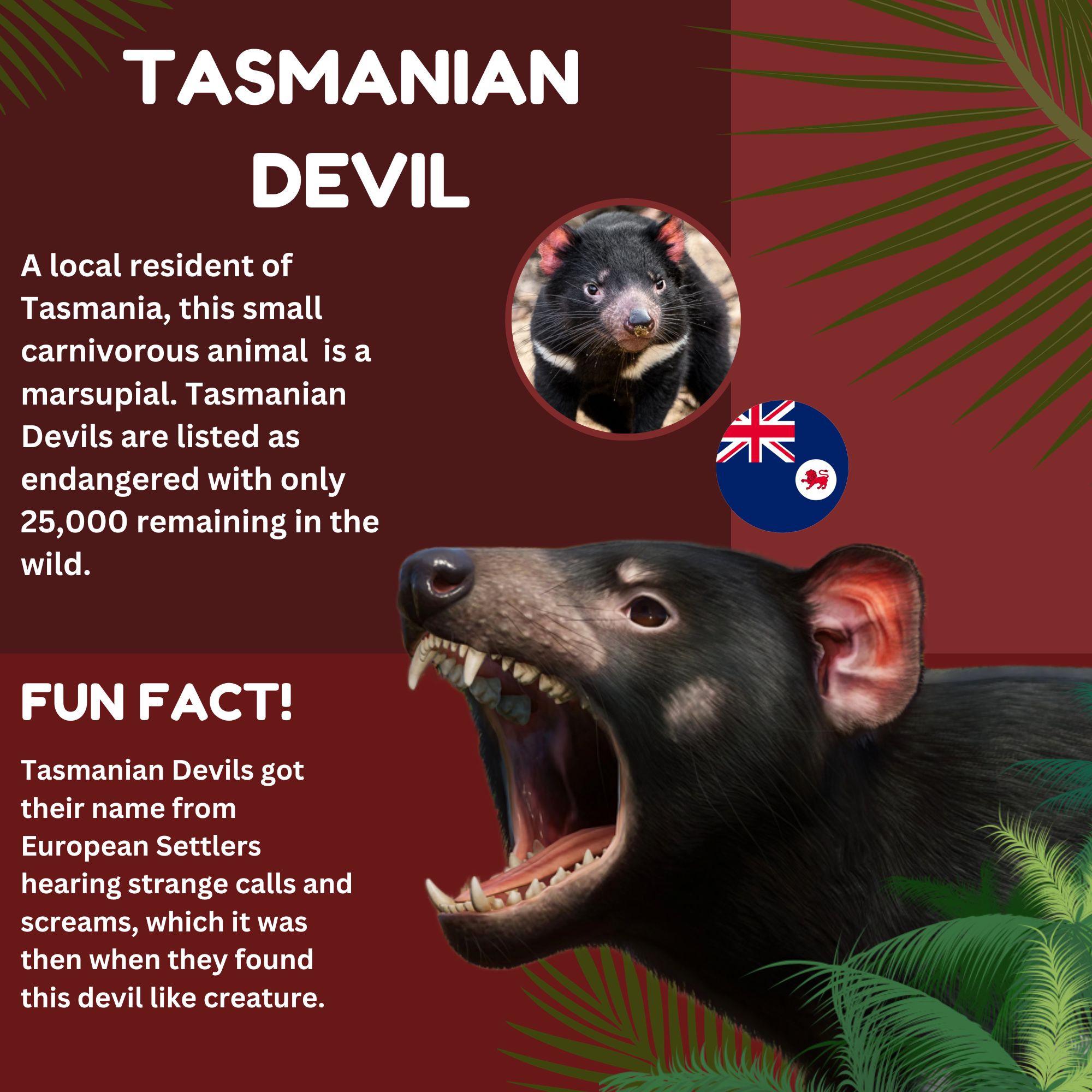 NORTH ISLAND BROWN KIWI-2.jpg