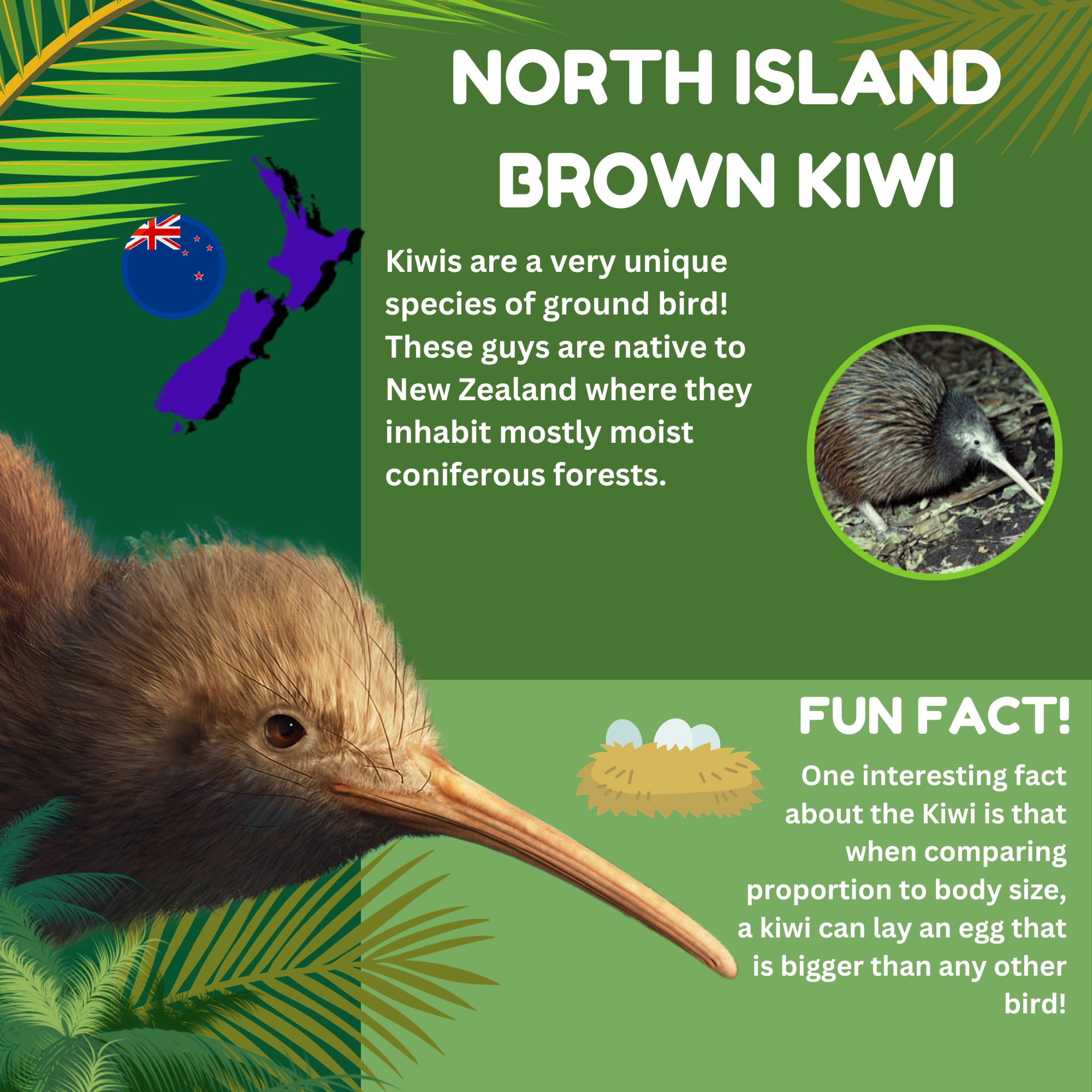 NORTH ISLAND BROWN KIWI.jpg
