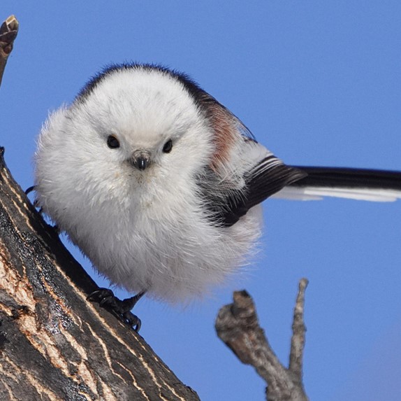 Northern long-tailed .jpg