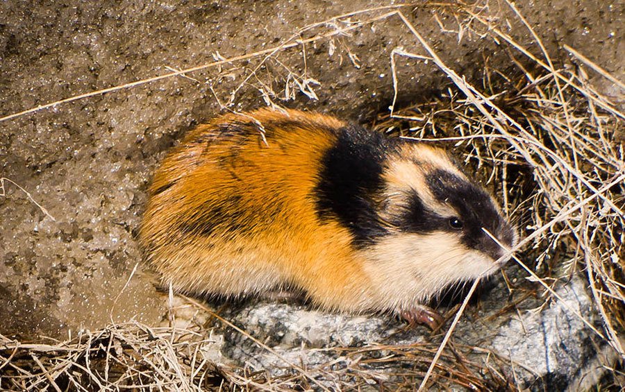 Norway-Lemming-4.jpg