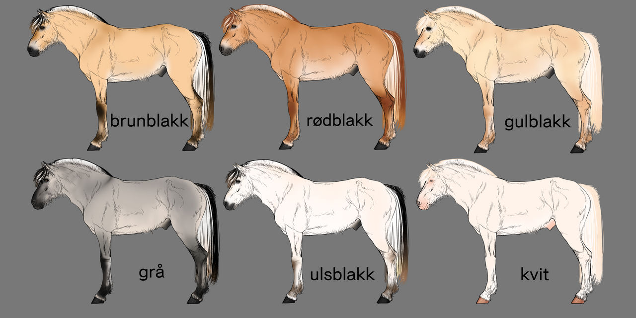 norwegian_fjord_horse_colors_by_horseadopt_ddk3qs1-fullview.jpg