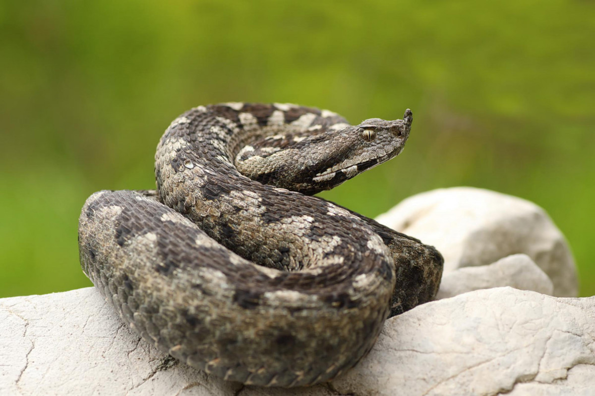nose-horned-viper.jpg