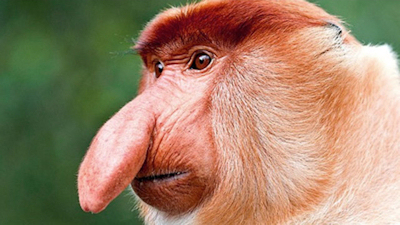 nosecat.jpg