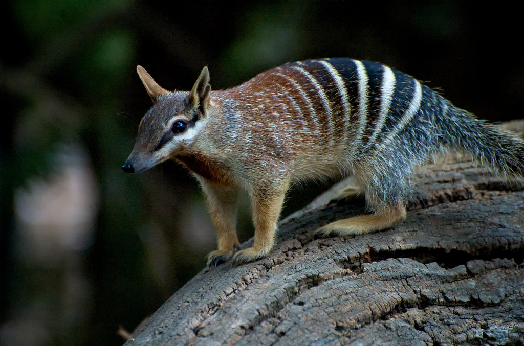 numbat australia.jpg