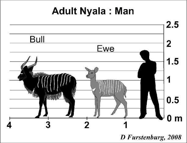 Nyala Size Comparison.jpg