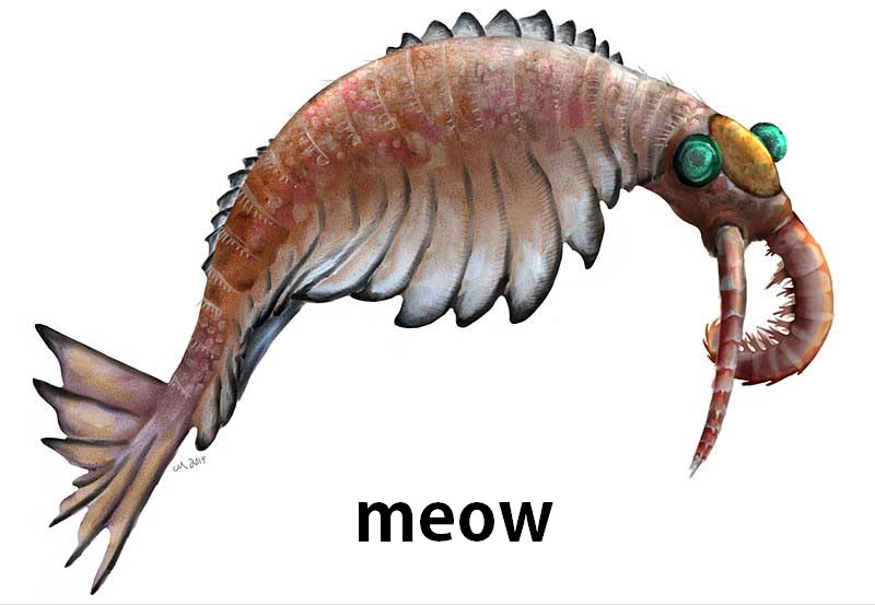 o-Anomalocaris2019.jpg