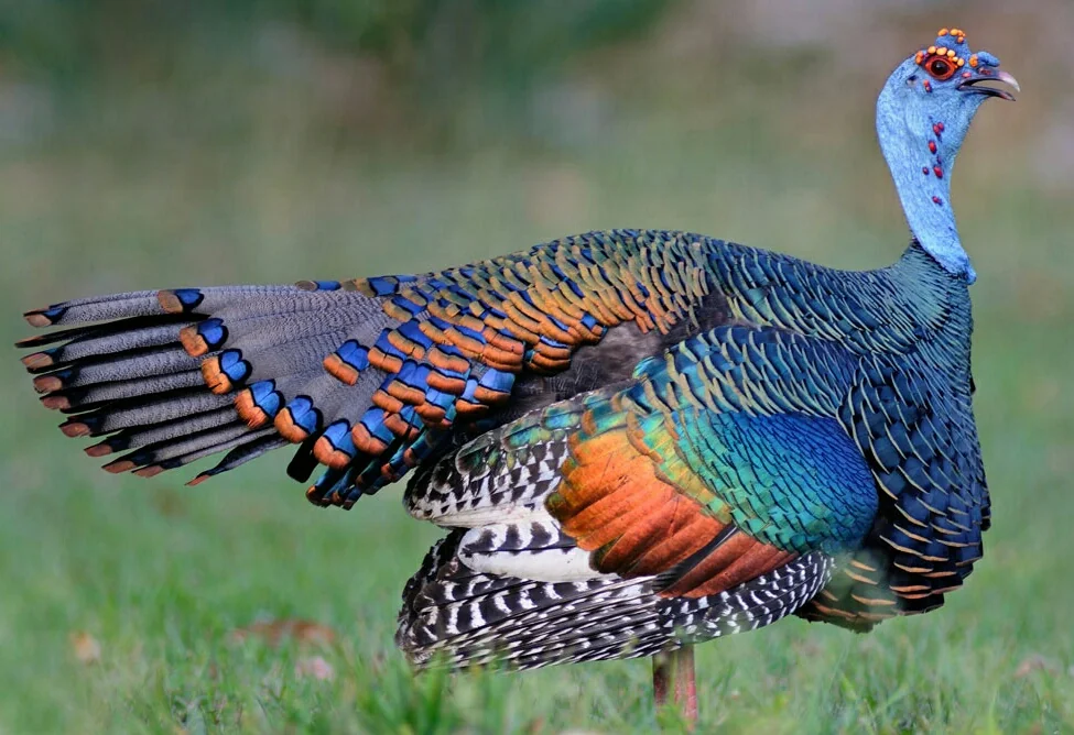 ocellated turkey.png