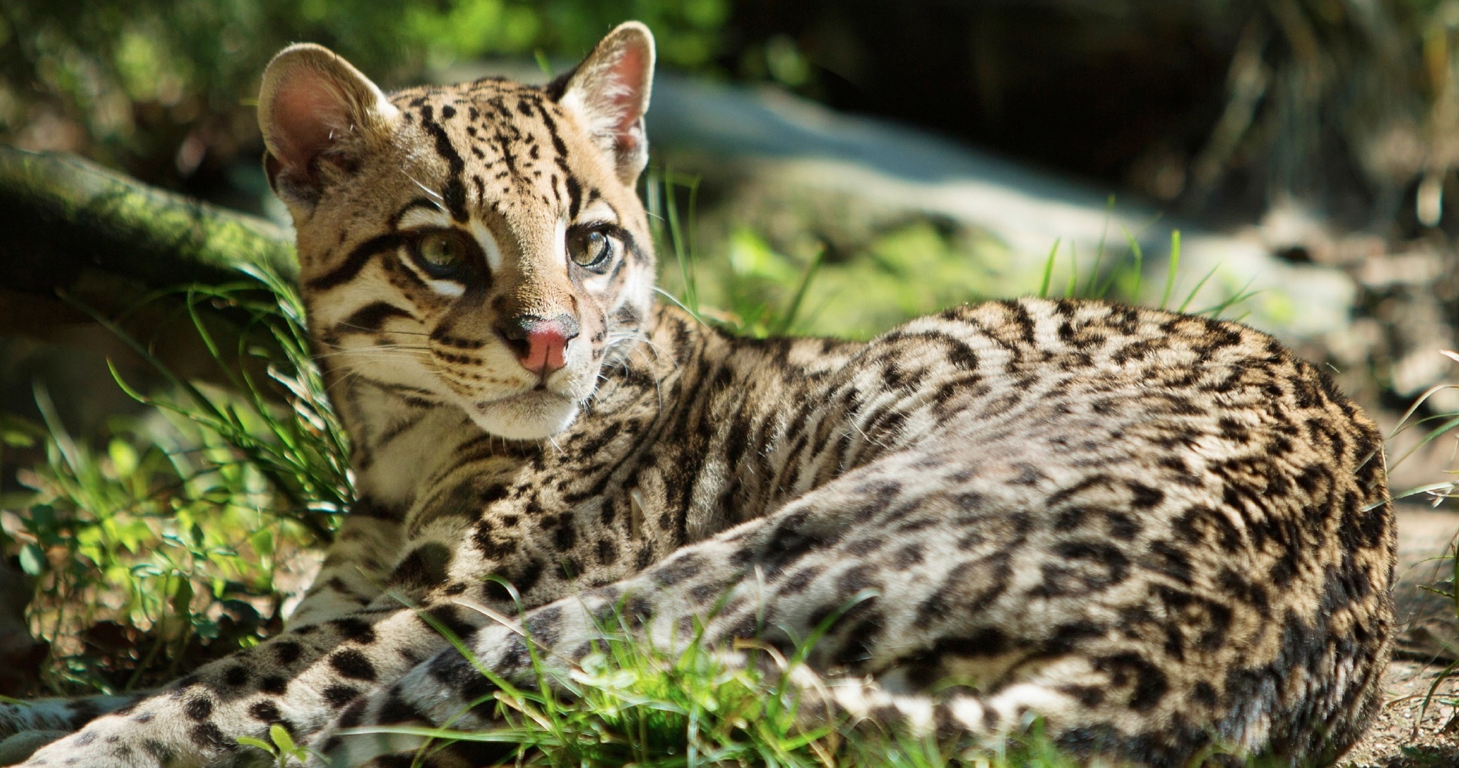 ocelot.jpg