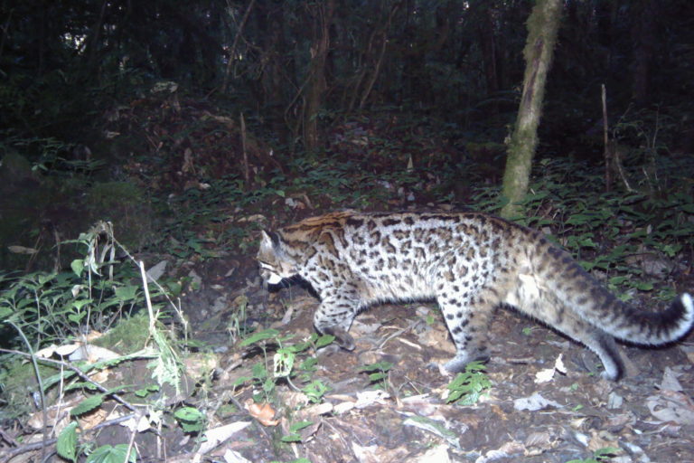 Ocelot-morph-of-Asiatic-golden-cat-c-ZSL-768x512.jpg