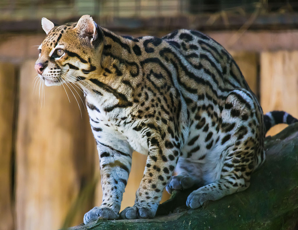 Ocelot_(Jaguatirica)_Zoo_Itatiba.jpg