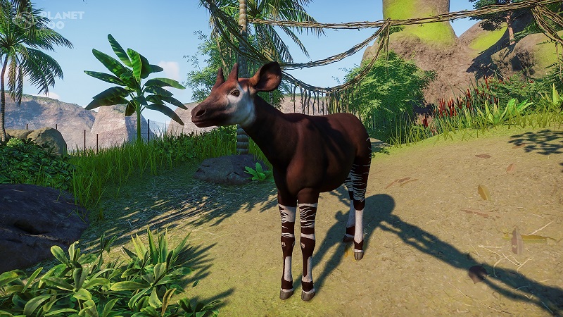 okapi-jpg.147103