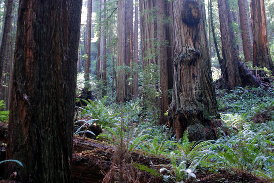 old-growth-redwoods.jpg
