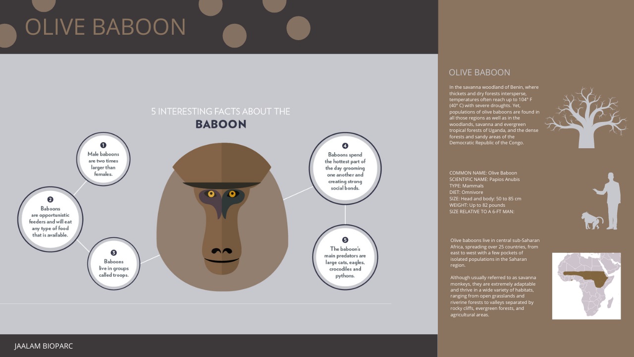 OliveBaboon303.jpg