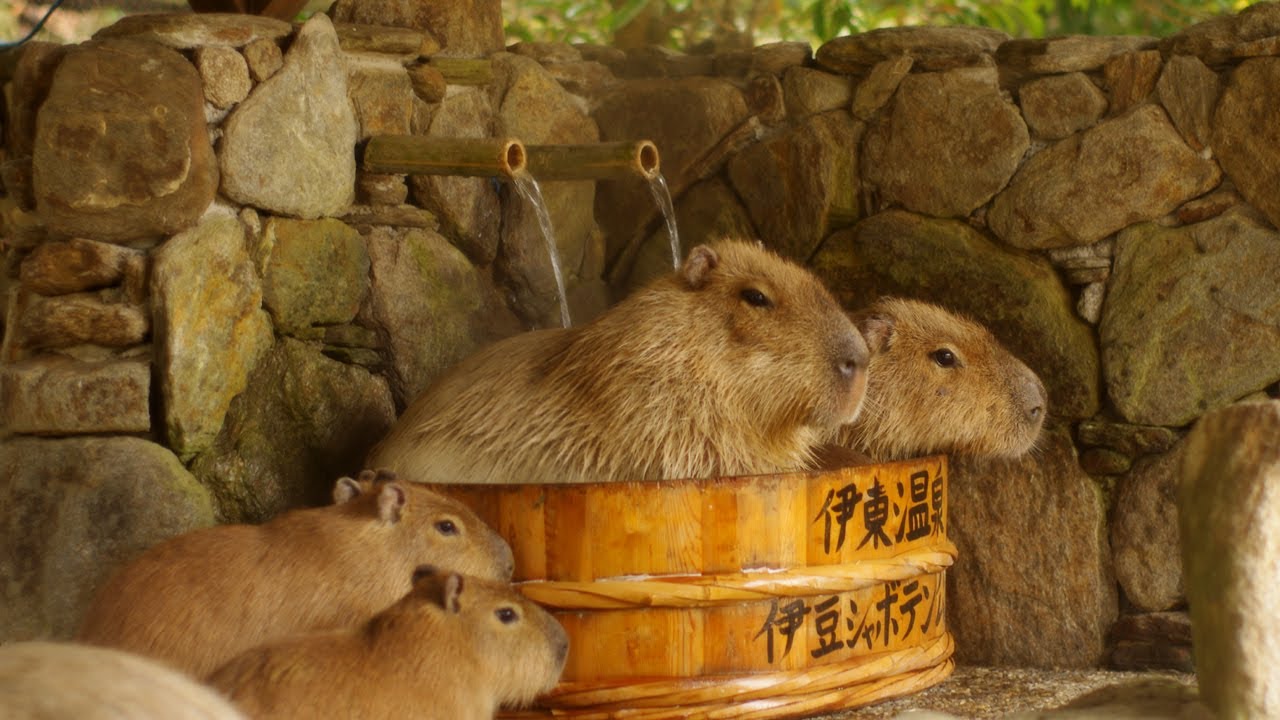 omg-soak-it-up-god-loves-capybar.jpg