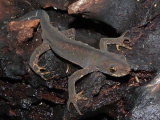 Ommatotriton-ophryticus_P1710651.jpg