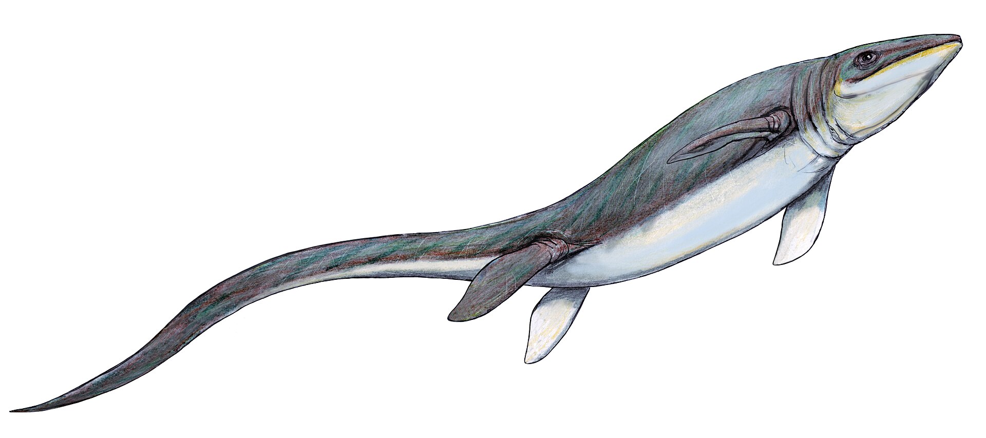 Omphalosaurus10DB.jpg